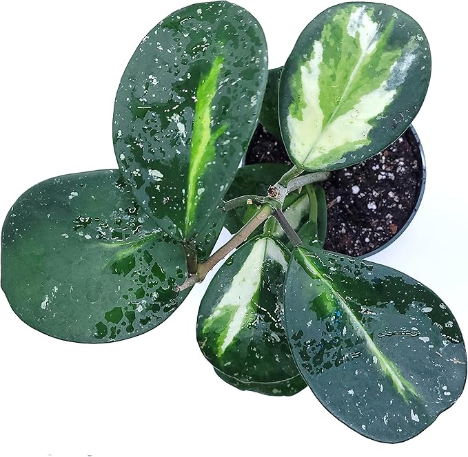Hoya Obovata Variegated Live Houseplant 4" Pot Easy Care pet Friendly Plant - Variegations Vary from one Another - Ships from California