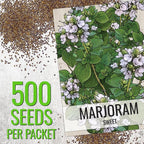 Seed Needs Sweet Marjoram & Thyme Seeds for Planting Fresh Kitchen Herbs - Non-GMO Heirloom & Untreated Perennial Herb Seed to Plant a Culinary Garden Indoors or Outdoors (2 Pack Duo)