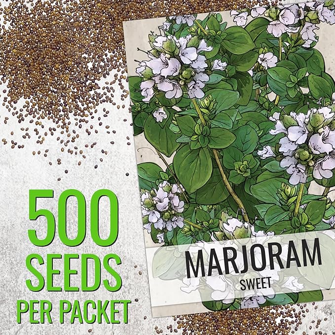 Seed Needs Sweet Marjoram & Italian Oregano Seeds for Planting Fresh Kitchen Herbs - Non-GMO Heirloom & Untreated Perennial Herb Seed to Plant a Culinary Garden Indoors or Outdoors (2 Pack Duo)