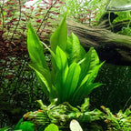 SubstrateSource Live Plant - Amazon Sword (Echinodorus Bleheri) - Beginner Friendly, Easy Care, Medium Light, Midground to Background Placement - Freshwater Aquarium Decoration - 1 Bunch (4-5 Plants)