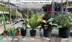 RedCrocus Red Grass Tree Cordyline Australis 'Red Star' | Vibrant Foliage, Evergreen Shrub | Drought Tolerant, Pet Safe, Container & Garden Accent 1 Quart (Pack of 2)