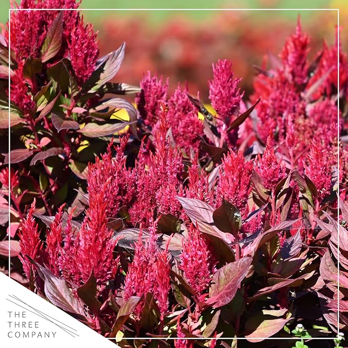 Live Celosia - Dragon's Breath - 2 Plants Per Pack - Beautiful Color - 15" Tall by 8" Wide in 2.5 Qt Pot