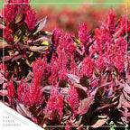 Live Celosia - Dragon's Breath - 2 Plants Per Pack - Beautiful Color - 15" Tall by 8" Wide in 2.5 Qt Pot