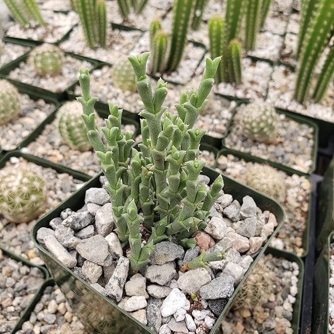 Ruschia perfoliata Cacti Cactus Succulent Real Live Plant