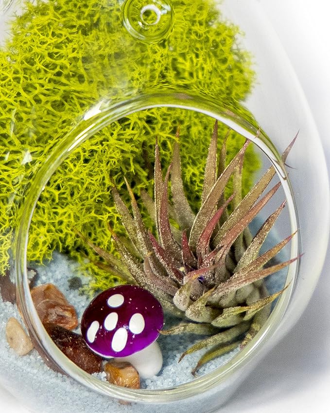 Creations by Nathalie - DIY Terrarium Kit with Live Air Plant (Local & Fresh from Florida), Glass Tear Drop, Reindeer Moss, Figurine, Healing Crystal Chips and Sand - Handmade in USA