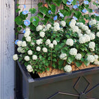 Outsunny Planter Box with Trellis, 35.4 x 15.7 x 47.2 inch Raised Garden Bed with Drainage Holes, Planters for Outdoor Plants, Vegetables, Flowers, Herbs, Trellis Planter, Black