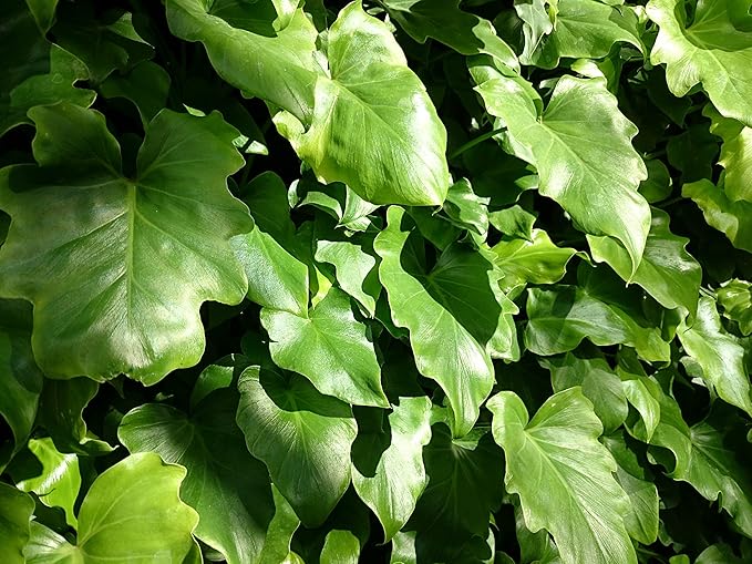 Philodendron Hope - Live Starter Plant - Thaumatophyllum Bipinnatifidum - Rare and Elegant Indoor Houseplant