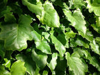 Philodendron Hope - Live Starter Plant - Thaumatophyllum Bipinnatifidum - Rare and Elegant Indoor Houseplant