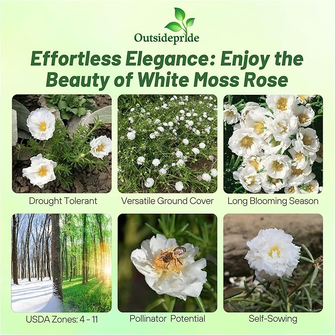 Outsidepride White Moss Rose Seeds - 500 Pcs Annual, Drought & Heat Tolerant, Pollinator Friendly Ground Cover Seeds for Planting w/Vibrant Blooms & Succulent Foliage, Ideal for Xeriscaping