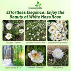 Outsidepride White Moss Rose Seeds - 500 Pcs Annual, Drought & Heat Tolerant, Pollinator Friendly Ground Cover Seeds for Planting w/Vibrant Blooms & Succulent Foliage, Ideal for Xeriscaping