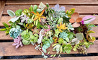 Fat Plants San Diego Original 25 Succulent Cuttings