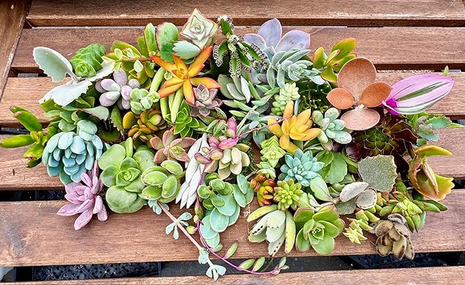 Fat Plants San Diego Original 25 Succulent Cuttings