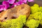 SuperMoss 59834 21497 7 Moss, Appx. 10 lb Bulk Case, Chartreuse