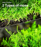 Live Moss Duo Pack 2 Types of Real Live Sheet/Sphagnum Moss for Terrariums, Terrarium Mosses Landscaping, Reptile Tank Accessories, Snake & Gecko Humidity Substrate Mosses for Crafts & Plant Décor