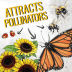 Seed Needs Dwarf Sunflower Seeds for Planting Yellow Pygmy Sunflowers - Heirloom & Open Pollinated Annual Cut Flowers - Perfect for Butterfly Gardens (1 Pack)