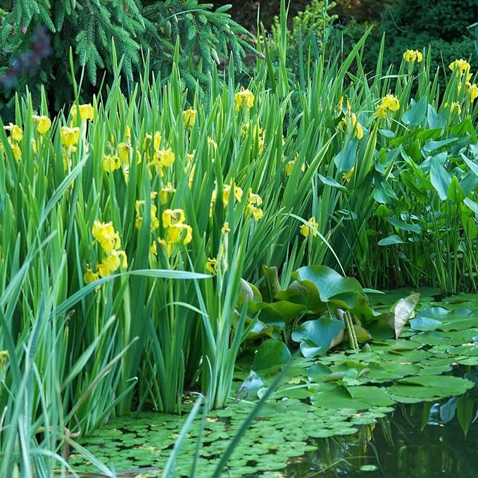 Chalily Iris 'Floro Pleno', a Great Live Pond Plant for Your Water Garden. Filters The koi and Goldfish Pond. Good for Bogs, Plant Shelf or Shallow Water This marginal Aquatic is a Real Beauty