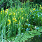 Chalily Iris 'Floro Pleno', a Great Live Pond Plant for Your Water Garden. Filters The koi and Goldfish Pond. Good for Bogs, Plant Shelf or Shallow Water This marginal Aquatic is a Real Beauty