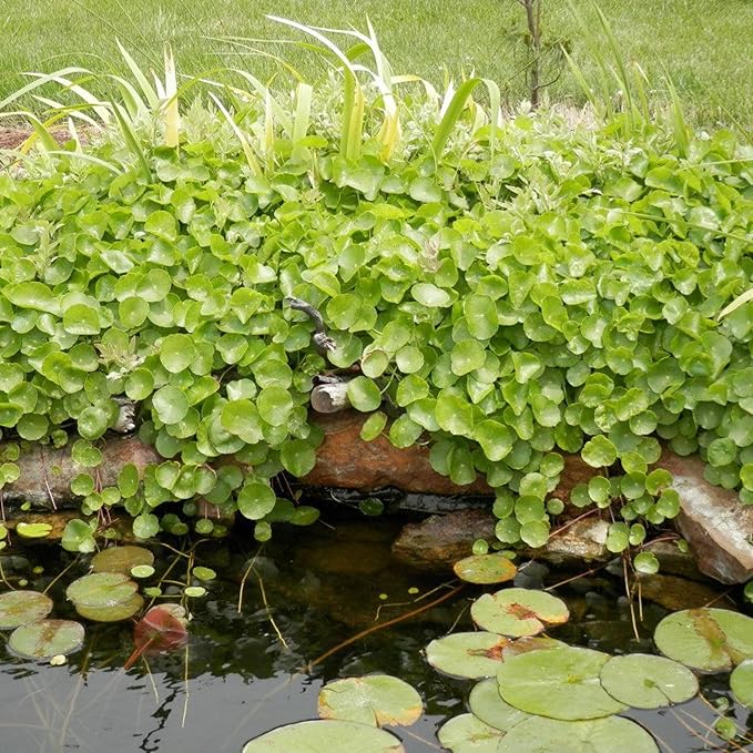 Chalily Pennywort, a Great Live Pond Plant for Your Water Garden. Filters The koi and Goldfish Pond. Good for Bogs, Plant Shelf or Shallow Water This marginal Aquatic is a Real Beauty