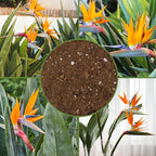 Soil Sunrise Bird of Paradise Potting Soil Mix (8 Quarts) All Natural Mix for Indoor/Outdoor Container Tropical Plants