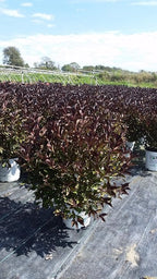 Green Promise Farms Wine & Roses` (Weigela) Shrub, #3-Size Container, Pink Flowers