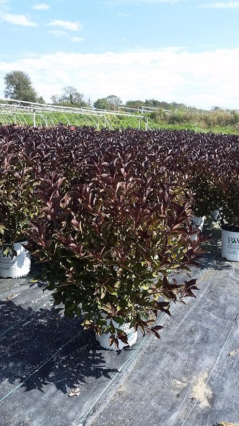 Green Promise Farms Wine & Roses` (Weigela) Shrub, #3-Size Container, Pink Flowers