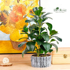 Der Rose Fake Plants Artificial Plants Indoor with Black and White Striped Pots for Room Home Bathroom Bedroom Kitchen Decor