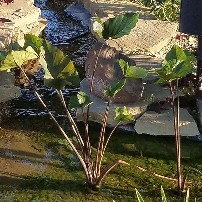 Chalily Teacup Taro, a Great Live Pond Plant for Your Water Garden. Filters The koi and Goldfish Pond. Good for Bogs, Plant Shelf or Shallow Water This marginal Aquatic is a Real Beauty