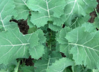 500 Premier Kale Seeds for Planting Heirloom Non GMO 2+ Grams Garden Vegetable Bulk Survival