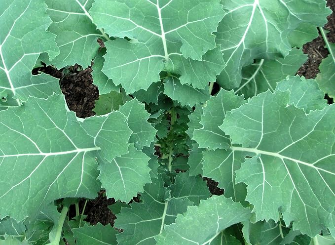 500 Premier Kale Seeds for Planting Heirloom Non GMO 2+ Grams Garden Vegetable Bulk Survival