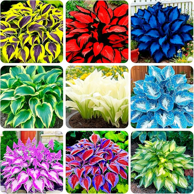 290+ USA PERMIUM Giant Hosta Seeds for Planting Indoor Outdoor-Non GMO Heirloom Fragrant Shade Garden Flowers