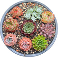12 Pack Live Rosette Succulent Plants 1.5-2.5" – Assorted Mini Echeveria Succulents Bare Root, Low Maintenance Succulent Variety Pack for Wedding Favors, Gifts, DIY Projects