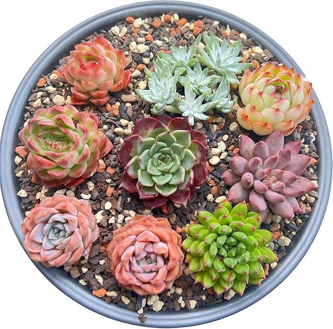 12 Pack Live Rosette Succulent Plants 1.5-2.5" – Assorted Mini Echeveria Succulents Bare Root, Low Maintenance Succulent Variety Pack for Wedding Favors, Gifts, DIY Projects
