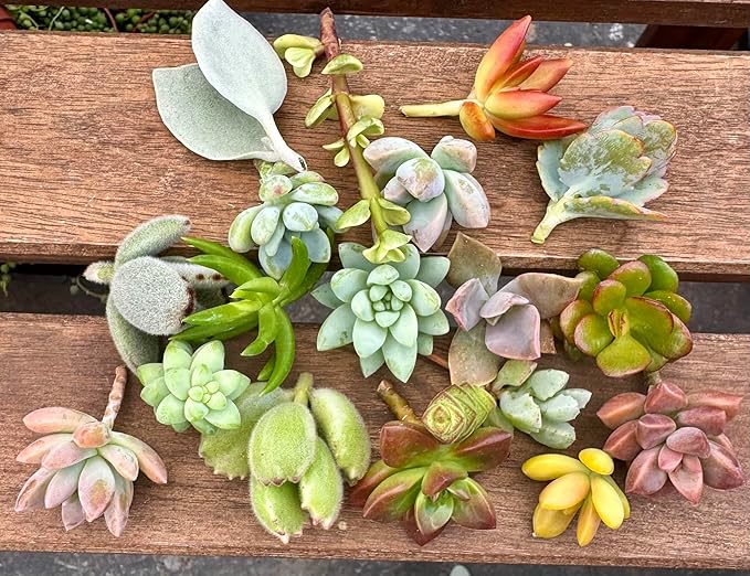 15 Mini Assorted Live Succulent Cuttings, No 2 Succulents Alike, Great for Terrariums, Mini Gardens, and as Starter Plants. Live Succulents Plants for DIY Projects and Home Decor