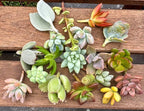 15 Mini Assorted Live Succulent Cuttings, No 2 Succulents Alike, Great for Terrariums, Mini Gardens, and as Starter Plants. Live Succulents Plants for DIY Projects and Home Decor