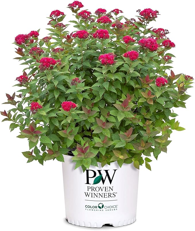 Proven Winners 2 Gal. Double Play Doozie Spirea Shrub