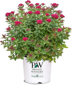 Proven Winners 2 Gal. Double Play Doozie Spirea Shrub