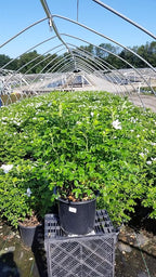 Rosa rugosa 'Alba' (White Rugosa Rosa) Rose, white flowers, #3 - Size Container