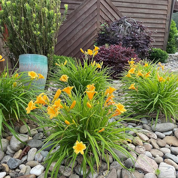 Southern Living 1 Gal. Stella Daylily Plant