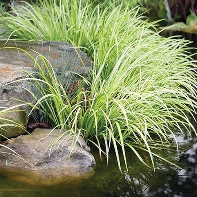 Golden Sweet Flag, a Great Live Pond Plant for Your Water Garden. Filters koi and Goldfish Ponds. Good for Bogs, Plant Shelf or Shallow Water This marginal Aquatic is a Real Beauty