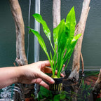 SubstrateSource Amazon Sword Echinodorus Bleheri Live Plant for Freshwater Aquariums, Natural Fish Tank Decorations, and Aquatic Decor (1 Pot (2-3 Plants))