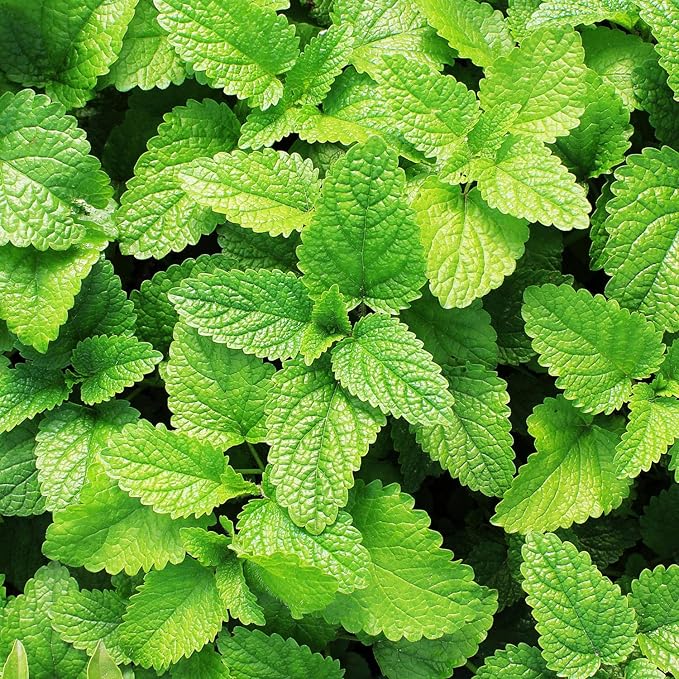 Bonnie Plants Spearmint Live Edible Aromatic Herb Plant - 4 Pack, Pet Friendly, Low Light, Part Shade, Great for Indoors