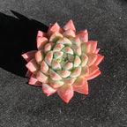 FWPP Succulents Plants Live Echeveria Beauty,Mini Succulents Red 3 inches Mini Succulents,Bare Root Without Pot,Succulent Plant Live Decoration Plant Gifts