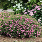 Proven Winners Double Play Princess Spirea (Spiraea Japonica) Live Plant, 4.5" Qt, 4 Pack