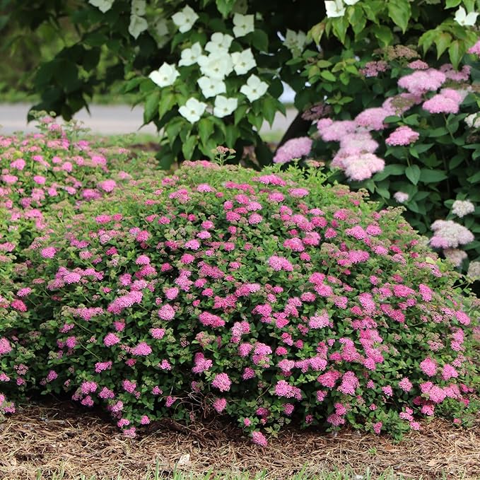 Proven Winners Double Play Princess Spirea (Spiraea Japonica) Live Plant, 4.5" Qt, 4 Pack