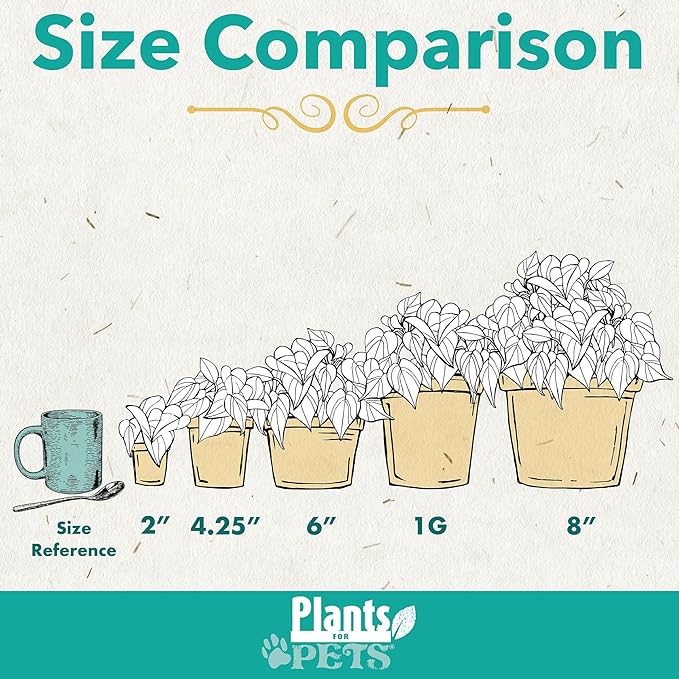 String of Dolphins Plant Live Succulents, Succulents Plants Live in Hanging Planter, Succulents Live Plants Indoor Plants Live Houseplants, Hanging Plants Live Succulent Plants Live by Plants for Pets