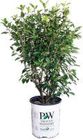 Proven Winners - Ilex verticillata Berry Heavy Gold (Winterberry) Shrub, gold berries, #2 - Size Container