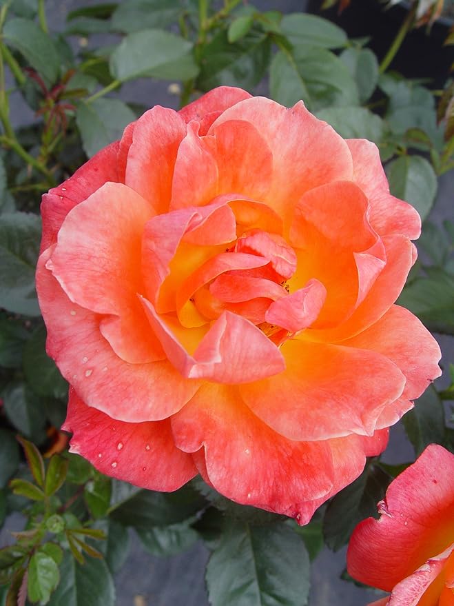 Rosa Livin' Easy (Rose) Rose, orange flowers, #3 - Size Container