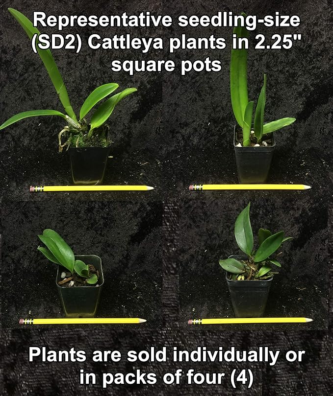 – “Mystery”/no-Name Cattleya Orchids – Huge Variety, Easy to Grow, Big Blooms, Many Fragrant (NOT in-Bud/Bloom When Shipped)