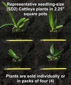 – “Mystery”/no-Name Cattleya Orchids – Huge Variety, Easy to Grow, Big Blooms, Many Fragrant (NOT in-Bud/Bloom When Shipped)