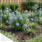 Live Hardy Plumbago 2-Pack – Blue Flowers – Sun Groundcover Perennial, Late Summer Color, 10” Tall, 1 Qt Pot